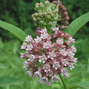 May include: Close-up of a milkweed plant with clusters of small, star-shaped pink and white flowers. The flowers are in full bloom, with green leaves and buds visible. The background is a blurred green.