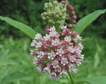 May include: Close-up of a milkweed plant with clusters of small, star-shaped pink and white flowers. The flowers are in full bloom, with green leaves and buds visible. The background is a blurred green.