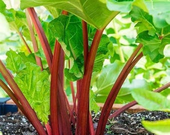 Victoria Rhubarb Seeds, Rheum rhabarbarum, NON-GMO,  Heirloom, Free Shipping