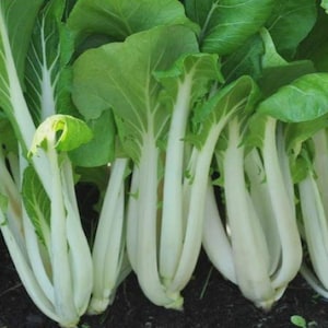 May include: Close-up of fresh bok choy plants. The image shows multiple plants with white stalks and vibrant green leaves. The leaves are broad and slightly ruffled, with a healthy, fresh appearance. The plants are growing in dark soil.