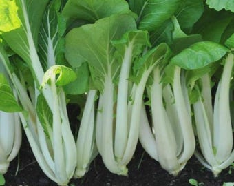 Pak Choi White Stem Chinese Cabbage Seeds, NON-GMO, Variety Sizes, Free Shipping