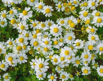 May include: A close-up view of a field of white daisies with yellow centers. The flowers are in full bloom, with many petals visible. The green foliage provides a backdrop for the flowers.