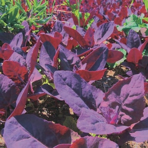 May include: Close-up of a patch of red and purple leafy plants. The leaves are large and have a smooth texture, with a deep purple hue. Some leaves have a reddish tint. The plants are growing in a garden setting.