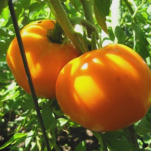 May include: Two ripe, orange tomatoes hang from a green vine, surrounded by lush foliage. The tomatoes are round and smooth, with a slight sheen, and are illuminated by sunlight. The image captures a close-up view of the fresh produce.