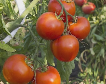 Arkansas Traveler Tomato Seeds, NON-GMO, Heirloom, Heat Tolerant, Free Shipping