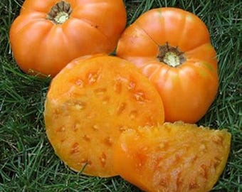 May include: Close-up of ripe, orange tomatoes, whole and sliced, on a bed of green grass. The tomatoes have a slightly ribbed texture and a vibrant color, suggesting freshness and ripeness. The image highlights the natural beauty of the produce.