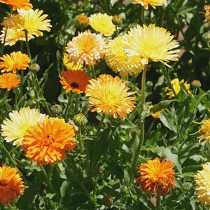 May include: A vibrant field of calendula flowers in full bloom. The image showcases a variety of yellow and orange blossoms with green foliage. The flowers have a layered petal structure, creating a textured appearance. The scene is bathed in natural sunlight.