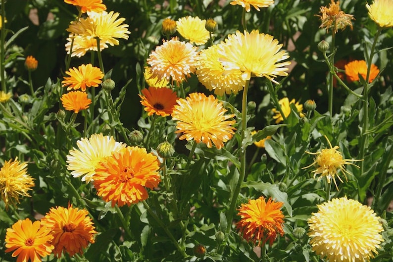 May include: A vibrant field of calendula flowers in full bloom. The image showcases a variety of yellow and orange blossoms with green foliage. The flowers have a layered petal structure, creating a textured appearance. The scene is bathed in natural sunlight.