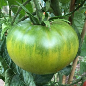 May include: A close-up of a green tomato with yellow streaks, still on the vine. The tomato is round and has a slightly bumpy texture. The leaves and stem are visible, showing the plant's natural growth.