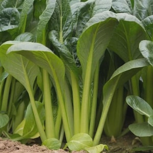 May include: Close-up of a field of fresh green leafy vegetables, likely a type of Asian greens. The leaves are broad and vibrant, with prominent veins. The stems are a pale green color. The plants are growing in soil.