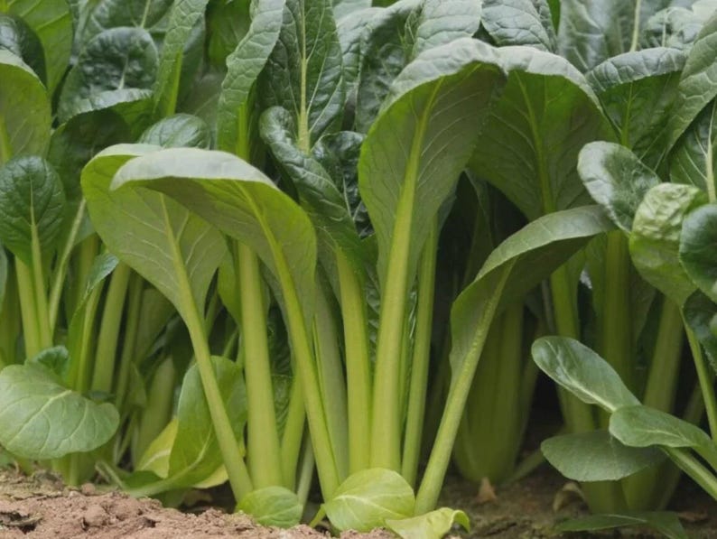 May include: Close-up of a field of fresh green leafy vegetables, likely a type of Asian greens. The leaves are broad and vibrant, with prominent veins. The stems are a pale green color. The plants are growing in soil.