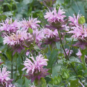 May include: Close-up of Monarda flowers, also known as bee balm, in full bloom. The flowers are a soft pink with a spiky, textured appearance, set against a backdrop of green foliage. The image captures the natural beauty of the garden.