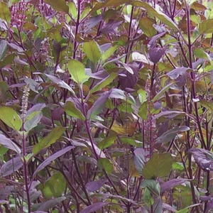 May include: Close-up of a plant with green and purple leaves. The leaves are oval-shaped and have a smooth texture. The stems are a deep purple color. The plant has small, delicate flowers.