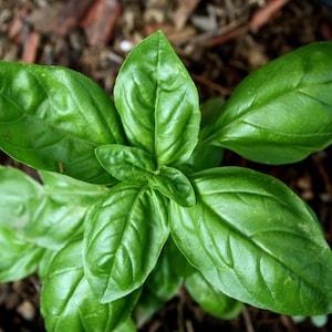 May include: Close-up of a vibrant green basil plant. The leaves are large, textured, and glossy, with prominent veins. The plant is surrounded by dark soil and mulch, suggesting an outdoor garden setting.
