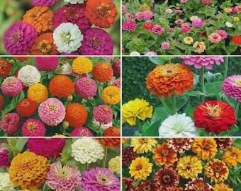 Ultimate Zinnia Flower Seed Mix, 6 Mixes in 1, Zinnias Galore, Free Shipping