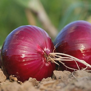 May include: Two whole red onions with smooth, deep purple-red skins and small, light-colored root systems at the base. The onions are positioned close together, resting directly on a patch of dry, light brown soil with a soft, blurred green background.