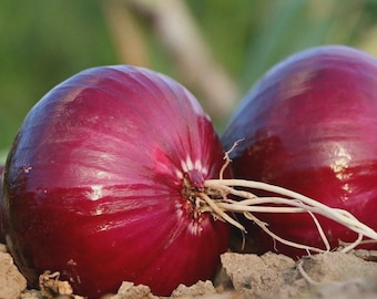 May include: Two whole red onions with smooth, deep purple-red skins and small, light-colored root systems at the base. The onions are positioned close together, resting directly on a patch of dry, light brown soil with a soft, blurred green background.