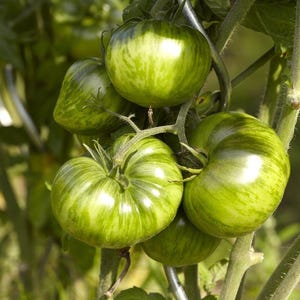 May include: A cluster of green tomatoes with distinctive striped patterns, growing on a vine. The tomatoes are various sizes and shapes, with a glossy sheen. The image is a close-up, highlighting the texture and color variations of the fruit.