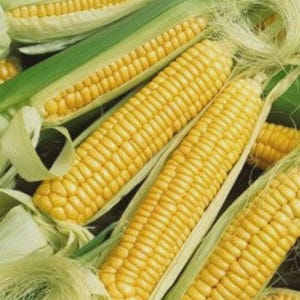 May include: Close-up of several ears of corn, showcasing their vibrant yellow kernels. The corn is partially husked, revealing the kernels and the green leaves. The image highlights the texture and color of the fresh produce.