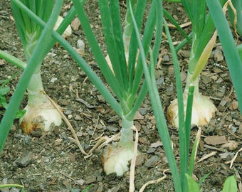 May include: Several white onions growing in the soil with long, vibrant green stalks extending upwards. The onion bulbs are partially visible above the ground, showing a pale, off-white skin, while the green leaves are slender and upright.
