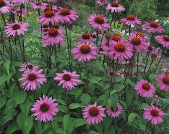 Purple Coneflower, Echinacea Purpurea, Butterflies Hummingbirds Bees, Free Shipping