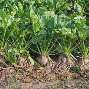 May include: A close-up shot of a field of sugar beets. The image shows rows of sugar beets with large green leaves and the bulbous root vegetables partially exposed in the soil. The leaves are a vibrant green, and the soil is a mix of brown and tan.