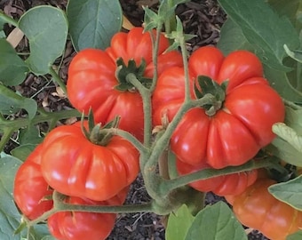 May include: A cluster of ripe, red heirloom tomatoes on the vine. The tomatoes have a unique, ribbed shape and are surrounded by green leaves and stems. The tomatoes are a vibrant red color.