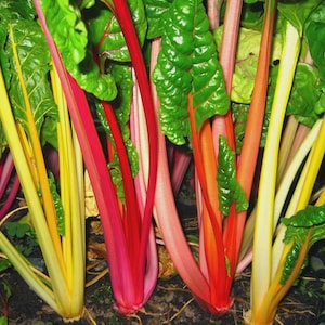 May include: Close-up of vibrant rainbow chard plants. The image showcases stalks in shades of red, pink, yellow, and orange, contrasted by lush green leaves. The chard is growing in soil, highlighting its fresh, natural state.