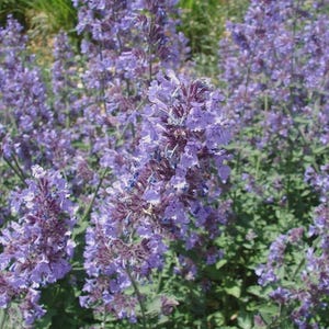 May include: A close-up of a field of purple catmint flowers in full bloom. The flowers are a vibrant shade of lavender, with small, delicate petals clustered together. The green foliage provides a contrasting backdrop, creating a visually appealing scene.