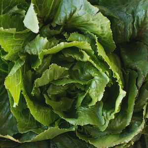 May include: A head of fresh green lettuce with tightly packed, ruffled leaves. The vegetable displays various shades of vibrant green, ranging from light lime to deep forest tones, with visible veins and a crisp, layered texture throughout the plant.