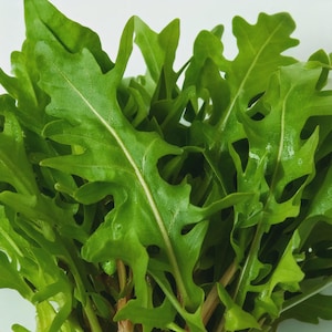 May include: A bunch of fresh arugula leaves featuring a vibrant green color and distinctively serrated, lobed edges. The leaves are elongated with a prominent central vein running through each, showcasing a smooth, slightly glossy texture.