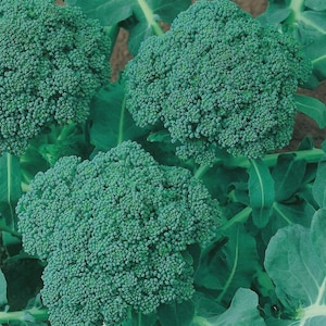 May include: Close-up of fresh broccoli florets, showcasing a vibrant green color and textured surface. The image highlights the dense, clustered buds characteristic of this cruciferous vegetable, surrounded by green leaves.