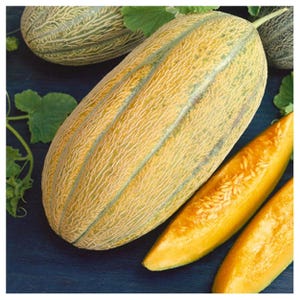 May include: An image of several cantaloupe melons. The largest melon is oblong with a textured, light yellow rind and green stripes. Slices of the melon reveal the orange flesh and seeds. Green leaves are scattered around the melons.