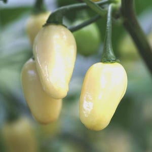 May include: Close-up of several pale yellow peppers, possibly a variety of chili peppers, hanging from green stems. The peppers have a smooth, glossy surface and a teardrop shape. The background is blurred green.