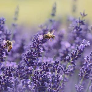 May include: Close-up of a field of lavender flowers in full bloom, with a soft focus background. Two bees are visible, one on a flower and the other in flight. The flowers are a vibrant purple, and the scene is bathed in natural light.