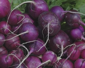 May include: A close-up shot of a pile of fresh purple radishes. The radishes are round with a deep purple hue and white rootlets. Green leaves are visible in the background, creating a contrast with the vibrant radishes. A healthy and fresh vegetable.