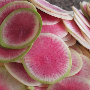 May include: A pile of thinly sliced watermelon radishes featuring a vibrant magenta center that radiates outward into a white ring, finished with a distinct light green outer edge. The circular slices are layered to show their texture.