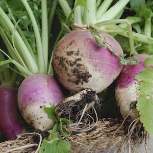 May include: Close-up of fresh turnips with purple tops and white bottoms, some with dirt clinging to them. The turnips are surrounded by green leaves and stems, and are in a woven basket.