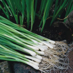 May include: A close-up shot of fresh green onions with white bulbs and long green stalks. The onions are lying on a dark, textured surface, with some still rooted in the soil. The image highlights the vibrant green color of the leaves.