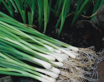 White Lisbon Bunching Onion Seeds, Scallions, NON-GMO, Heirloom, Free Shipping