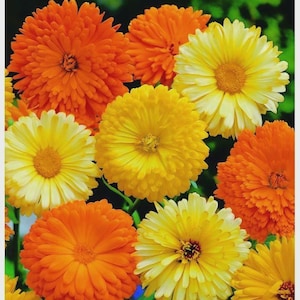 May include: A vibrant close-up of several calendula flowers in full bloom. The flowers display a range of colors, including bright orange and various shades of yellow. The petals are densely packed, creating a textured appearance. The image is well-lit, highlighting the details of the flowers.