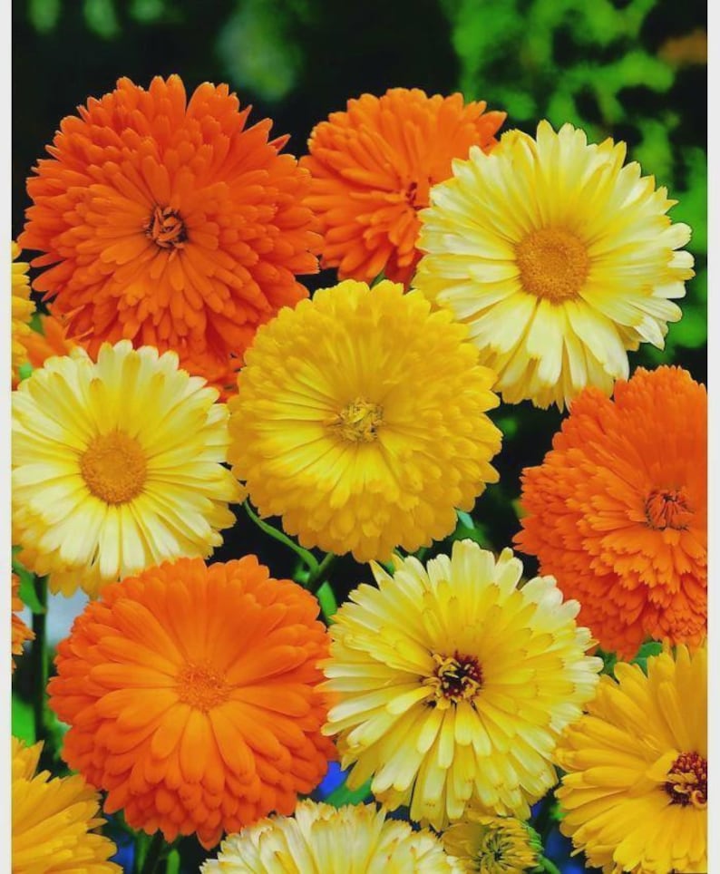 May include: A vibrant close-up of several calendula flowers in full bloom. The flowers display a range of colors, including bright orange and various shades of yellow. The petals are densely packed, creating a textured appearance. The image is well-lit, highlighting the details of the flowers.