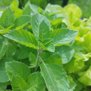 May include: Close-up of vibrant green basil leaves, showcasing their textured surfaces and veined patterns. The image highlights the fresh, healthy appearance of the herb, with a focus on the details of the foliage. The leaves are in various stages of growth.