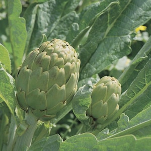 May include: Close-up of two artichokes with green leaves. The artichokes are light green and have a layered, textured appearance. The leaves are large and a darker shade of green, creating a natural, organic composition.