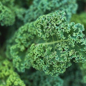 Dwarf Blue Curled Scotch Kale Seeds, NON-GMO, Dwarf Blue Vates, Free Shipping