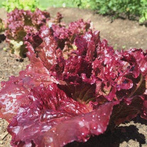 May include: Close-up of vibrant red lettuce leaves with ruffled edges, glistening with water droplets. The leafy greens are growing in a garden bed, showcasing fresh, organic produce. The image highlights the texture and color of the lettuce.