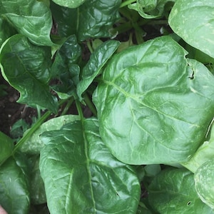 May include: Close-up of fresh, vibrant green spinach leaves. The leaves have a glossy texture and prominent veins, indicating their freshness. The image captures the natural beauty of the leafy green vegetable, showcasing its texture and color.