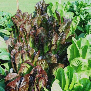 May include: A cluster of vibrant romaine lettuce plants featuring elongated, upright leaves. The central leaves display deep burgundy and dark purple hues, while the surrounding foliage transitions into bright, fresh shades of green.