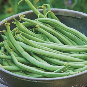 May include: A close-up shot of a metal colander filled with fresh, vibrant green string beans. The beans are long and slender, with a slightly curved shape. The colander is a dull silver color, and the background is blurred.