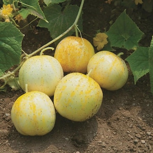 May include: A cluster of five round, pale yellow cucumbers with speckled skin and small stems. The cucumbers are resting on dark brown soil, with green leaves and yellow flowers in the background. The cucumbers have yellow and green streaks.